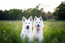 white dogs in grassy field