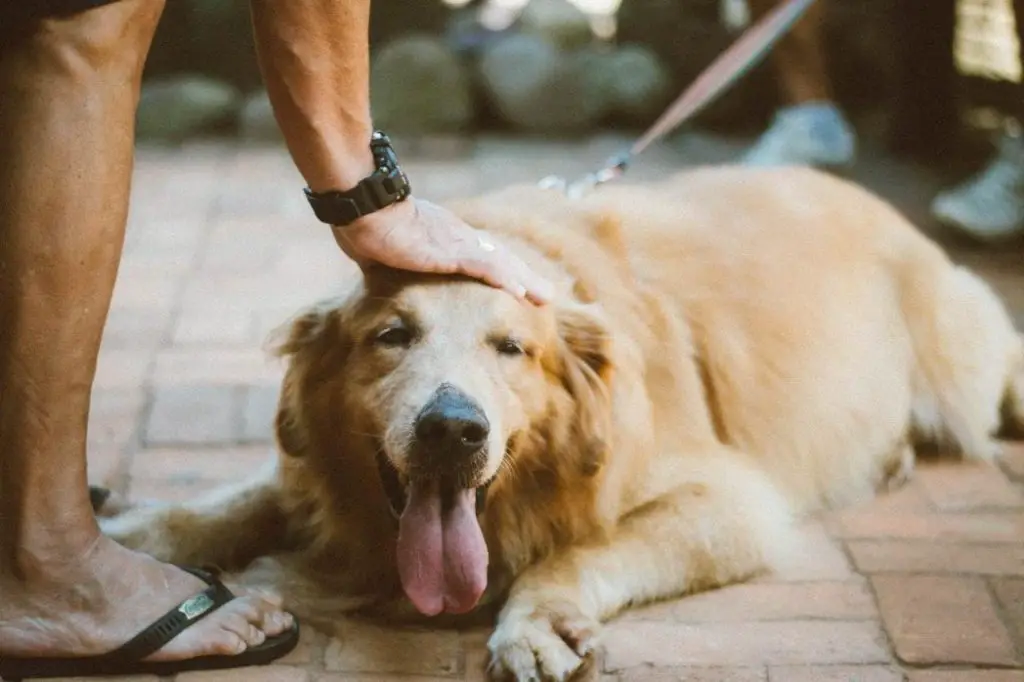 Golden Retriever enjoying a pat