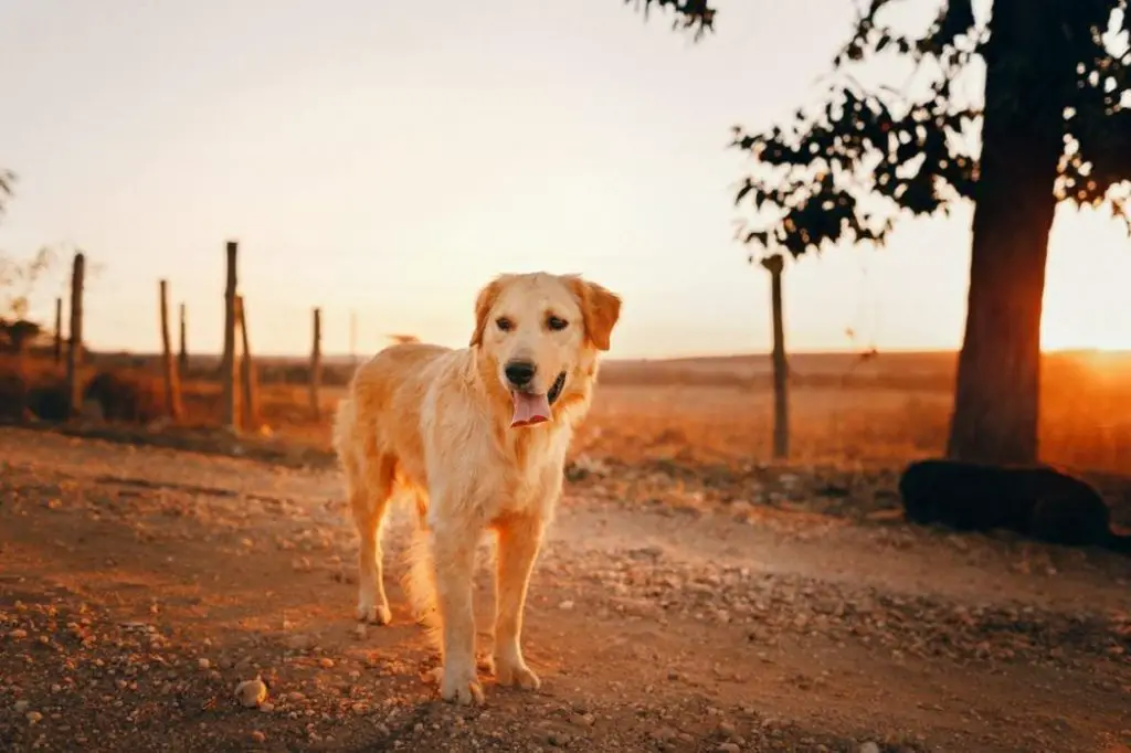 golden retriever on gravel road