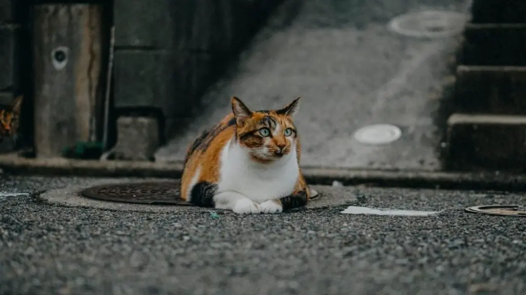 calico cat on road