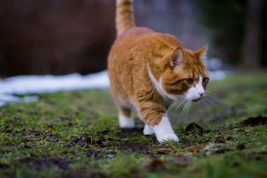 Siberian Cat