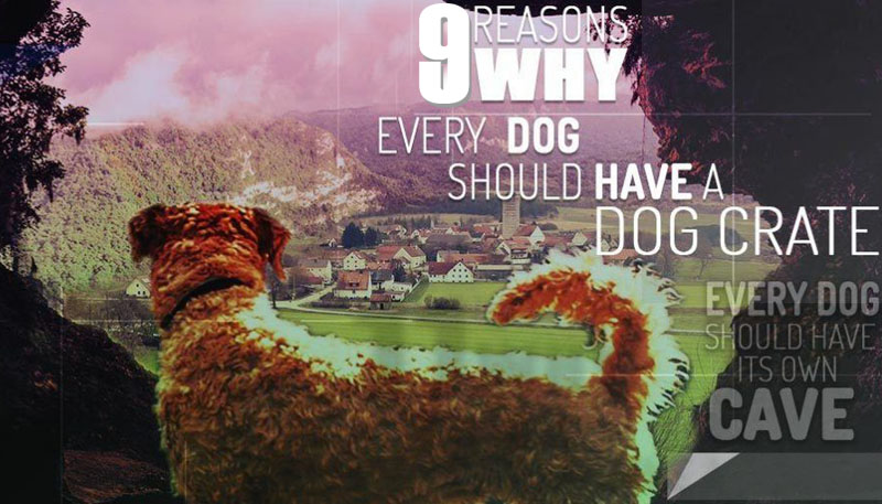 9 reasons dog crate