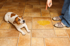 dog pee on floor