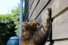 cat scratching a wall