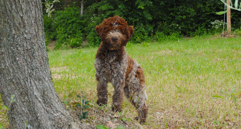 A closeup shot of a cute Lagotto Romagnolo dog outdoors in a field near a trewe trunk