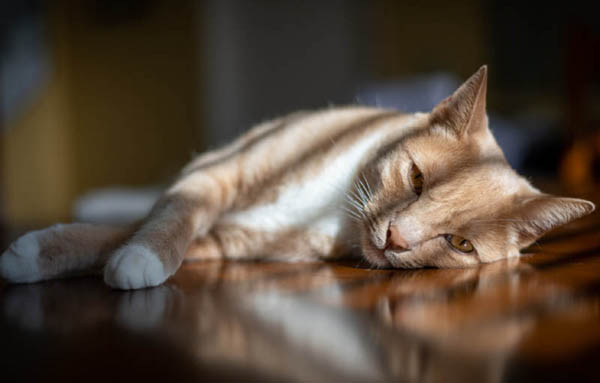 Abyssinian Cat