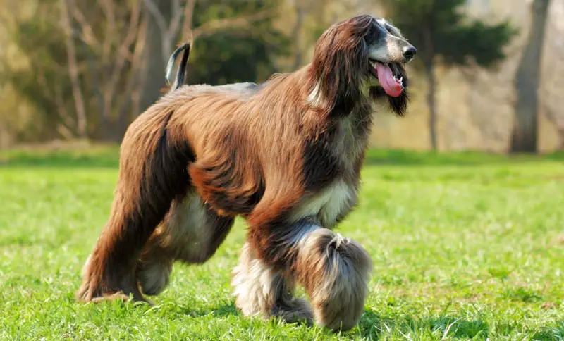 dog Afghan hound walks into the setting sun