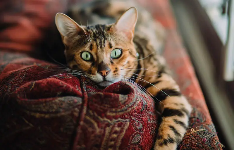 Bengal cat on bed