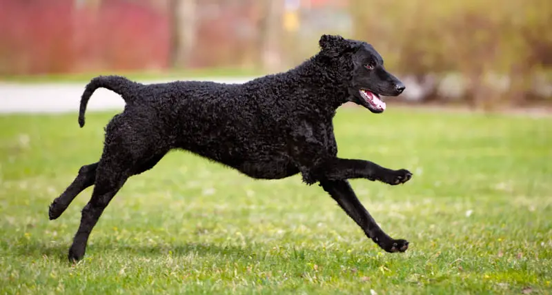 Black curly coated retriever running outside in green field