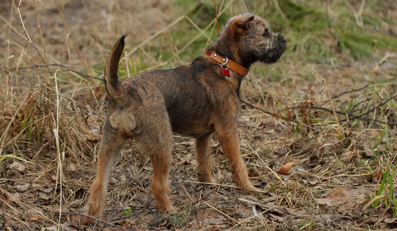 Hunting dog young border terrier in the awtomn forest