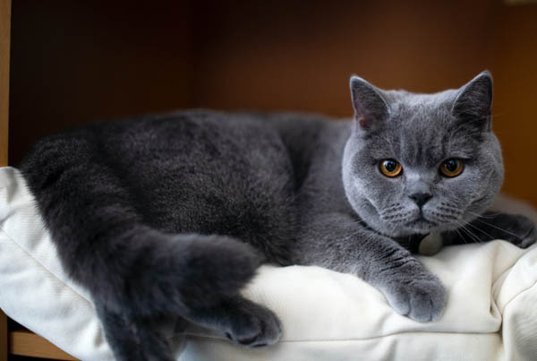 British Shorthair Cat