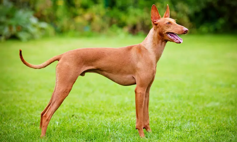 Cirneco dell etna dog outdoors in a green field