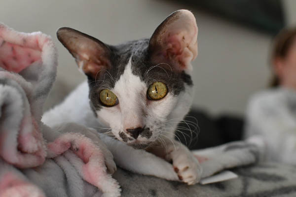 Cornish Rex Cat