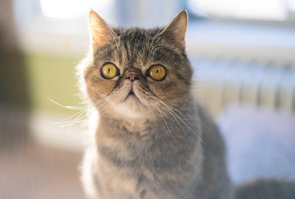 Exotic Shorthair Cat