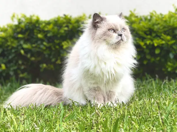 Himalayan Cat