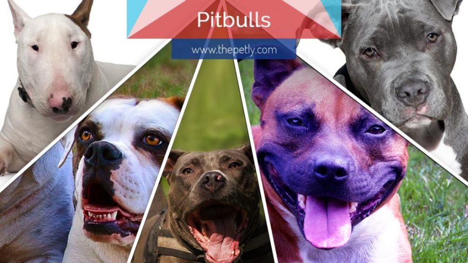 Different types of pitbull dogs