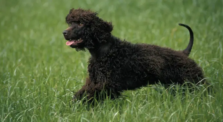 Hypoallergenic Hunting Dogs That Don`t Shed (Best Breeds)