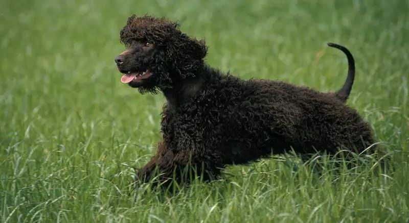 Irish Water Spaniel Dog walking on Grass