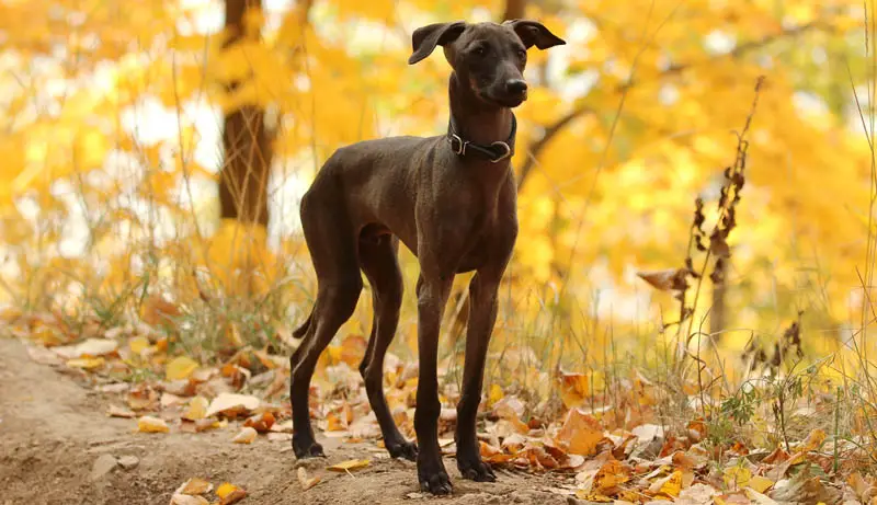 Italian greyhound standing at the forest