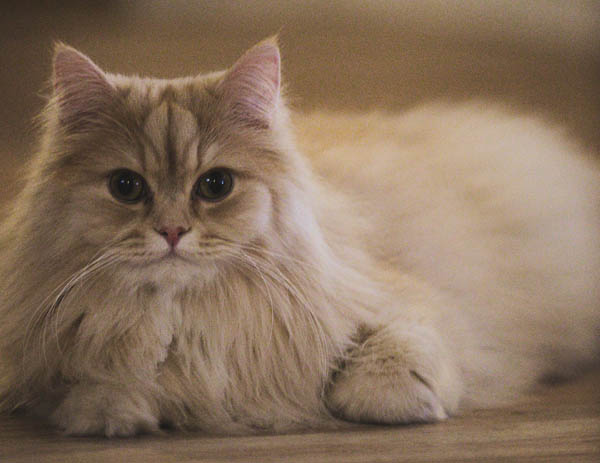 Persian Cat