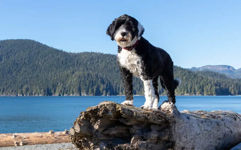 Portuguese Water Dog standing on driftwood log at the beach