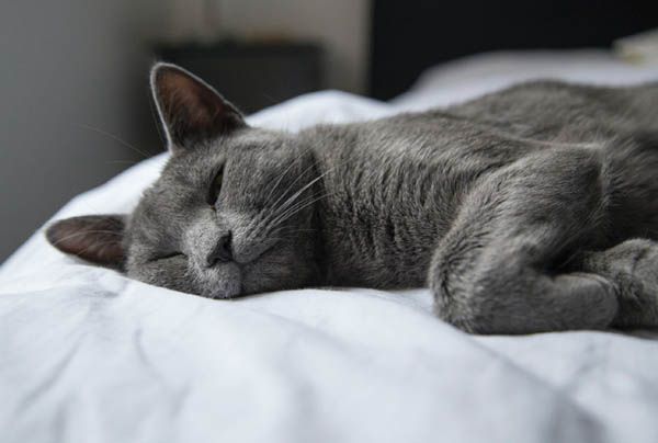 Russian Blue Cat