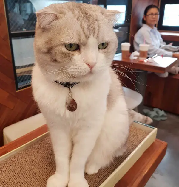 Scottish Fold cat