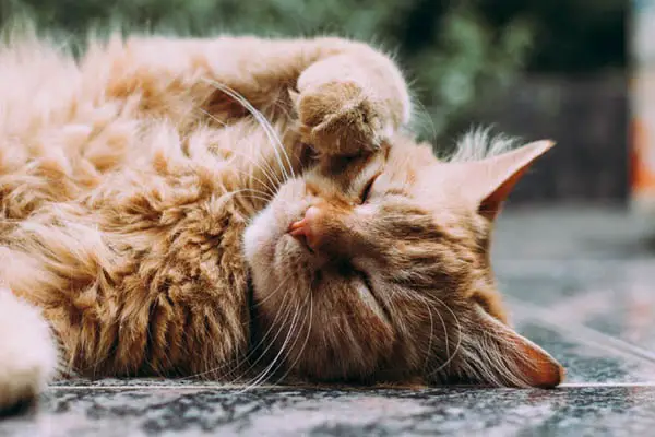 Somali Cat