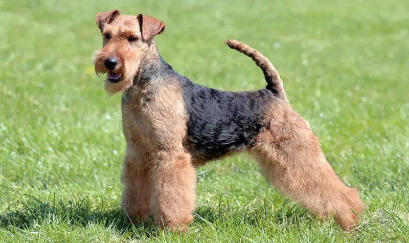 Typical Welsh Terrier  in the spring garden