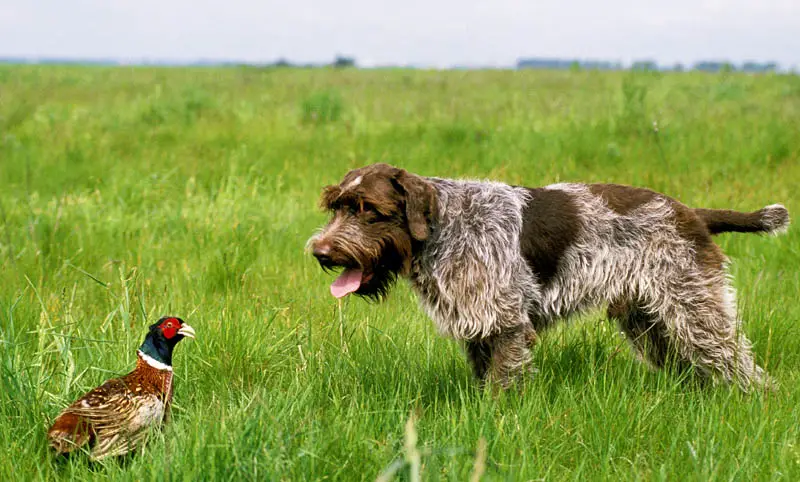 Wire-Haired Griffon Dog hunting Common Pheasant