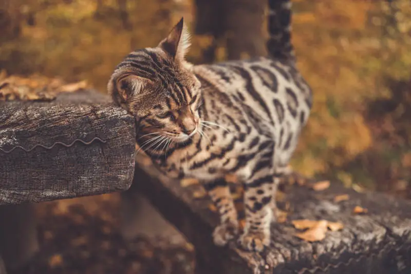 bengal cat outside