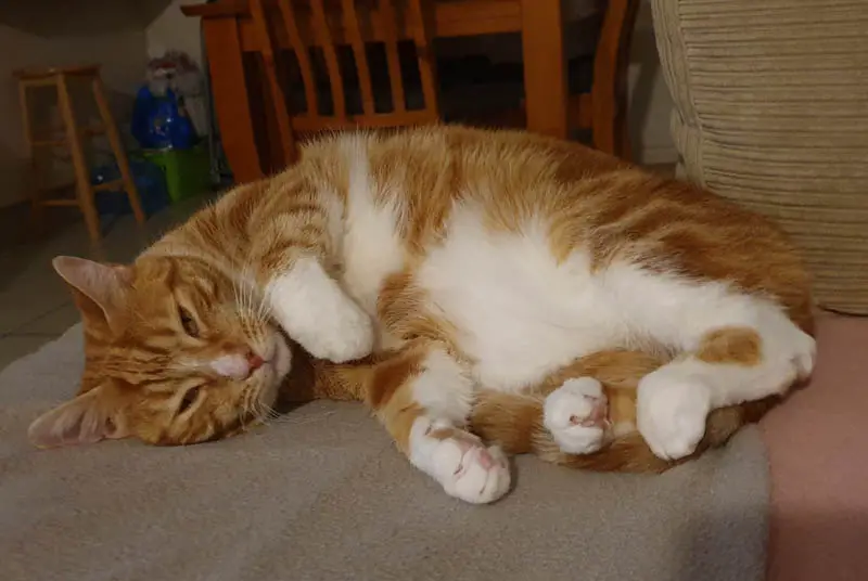 ginger cat on lounge