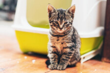 kitten in front of litter box