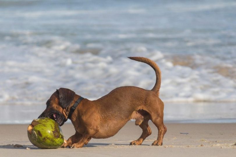 Short brown haired dog playing with coconut on beach