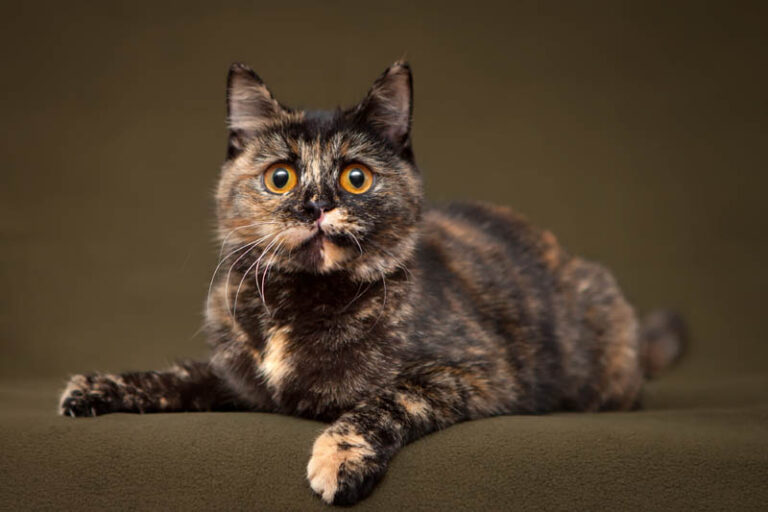 All About Tortoiseshell Cats (The ‘Lucky’ Cat Divas!)