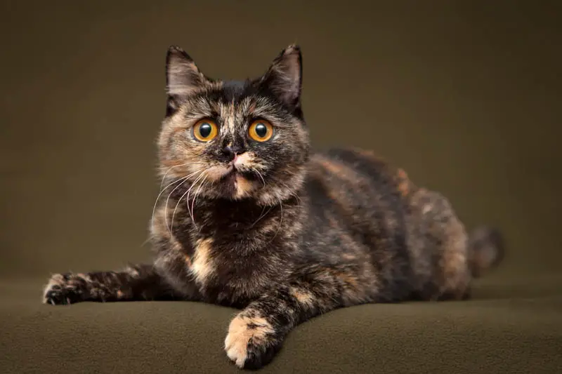 tortoiseshell cat with yellow eyes