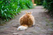 cat on garden path