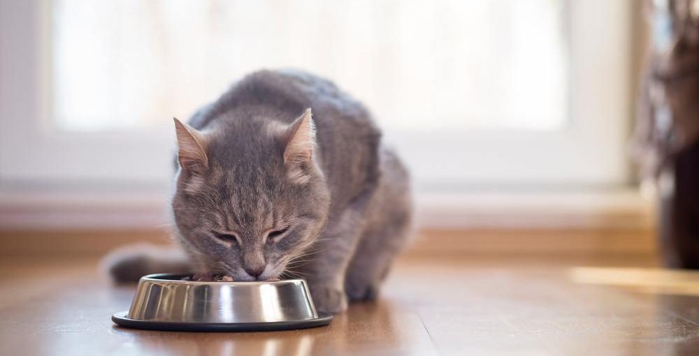 grey cat eating