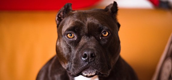 Brown and White American Pitbull Terrier