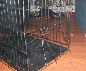 Broken Dog Crate