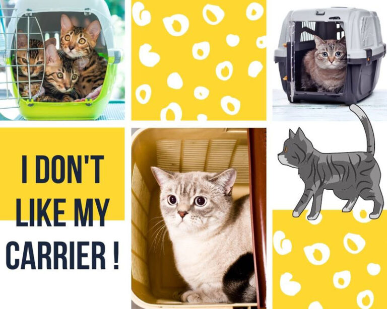 Best Cat Carriers for Nervous Cats Guide & Reviews)