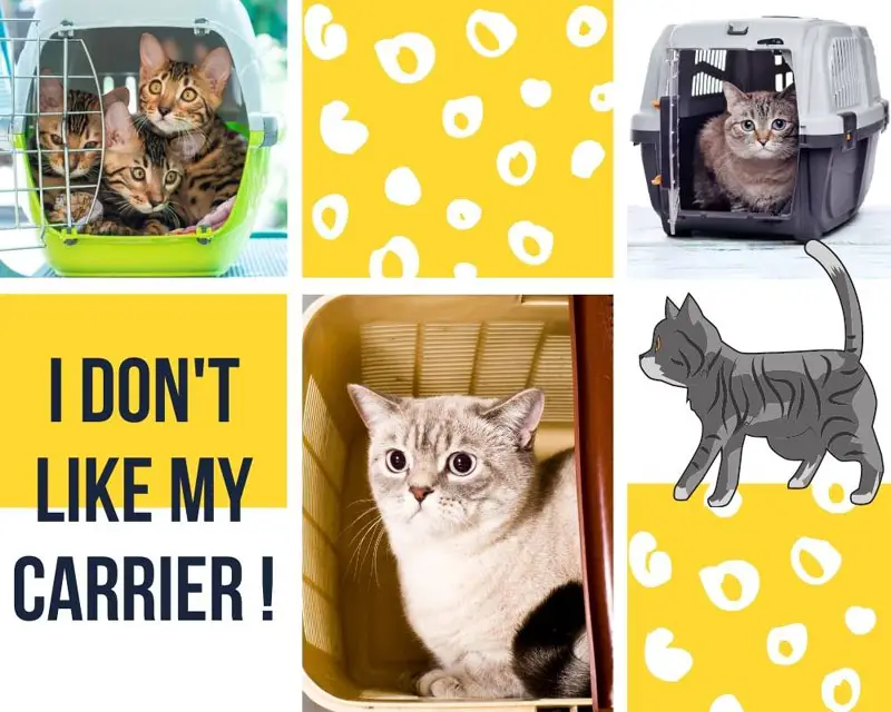 cat carrier collage