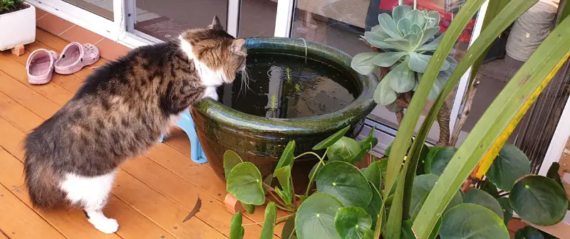 cat drinking from fish bowl