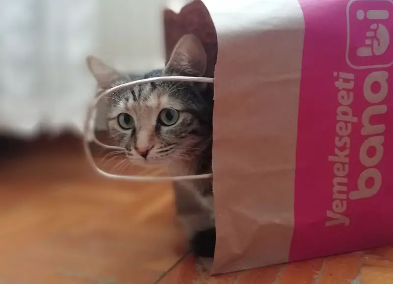 cat in paper bag