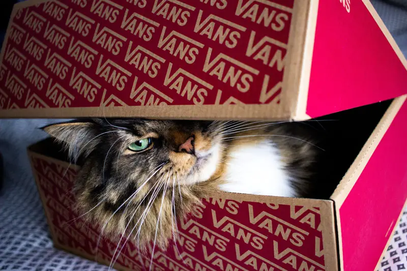 cat inside shoebox