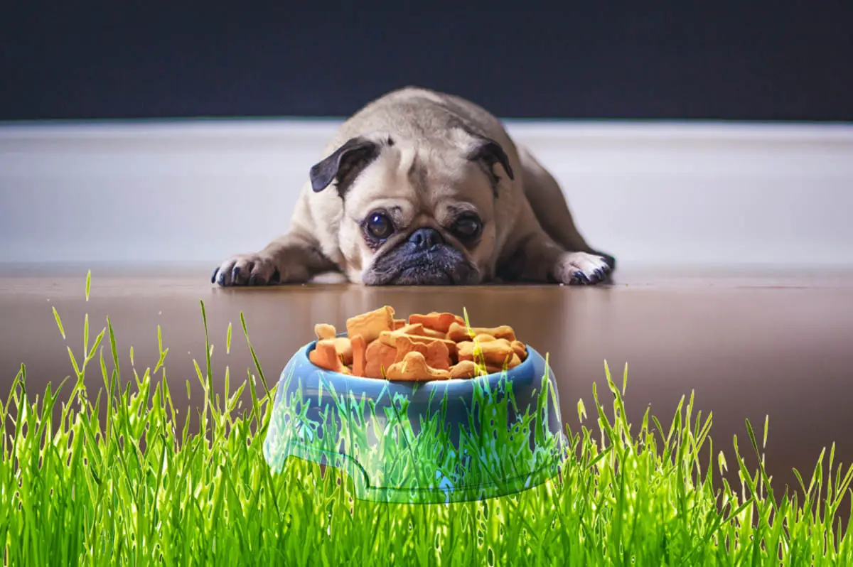 dog with full bowl