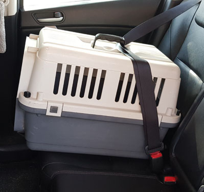 pet carrier on car seat