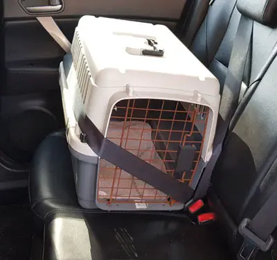 pet carrier on car seat sideways