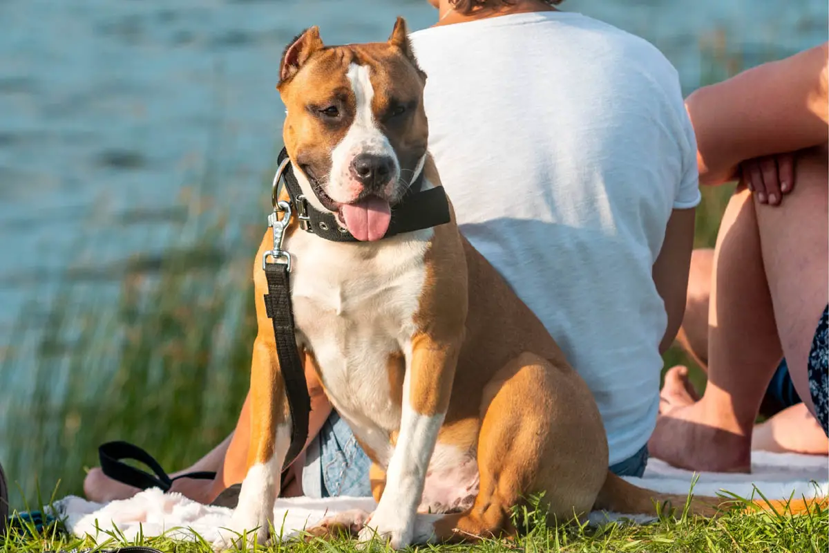 pitbull with family