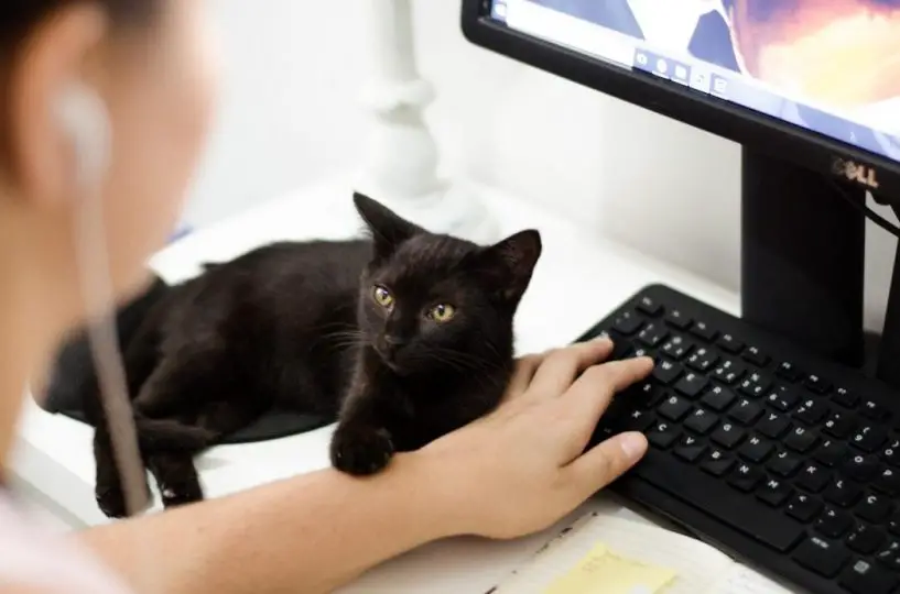 black cat on keyboard